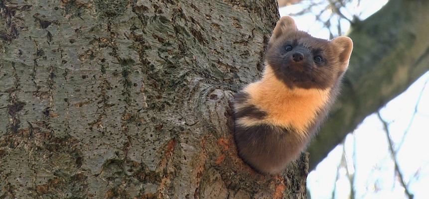 Extra voorstellingen van WILDERNIS IN DRENTHE