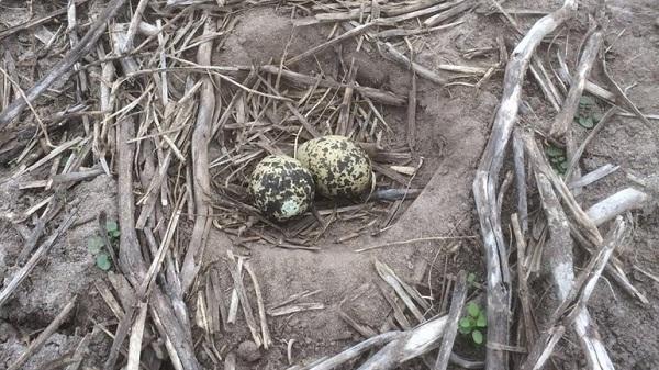 Eerste kievitseieren van Drenthe gevonden