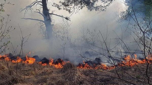 Opnieuw natuurbrand bij Baggelhuizerplas in Assen