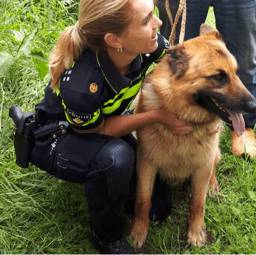 Politie vangt loslopende hond langs de N34