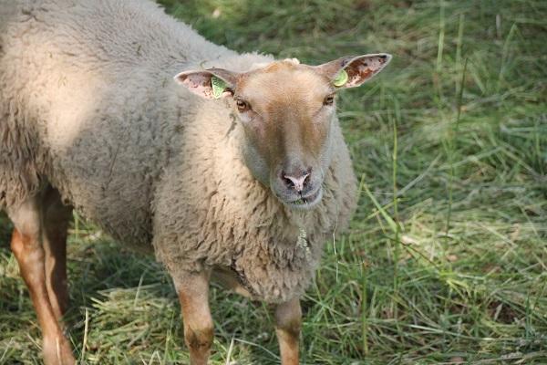 Schapen in Assen hebben het naar hun zin op hun tijdelijke plek