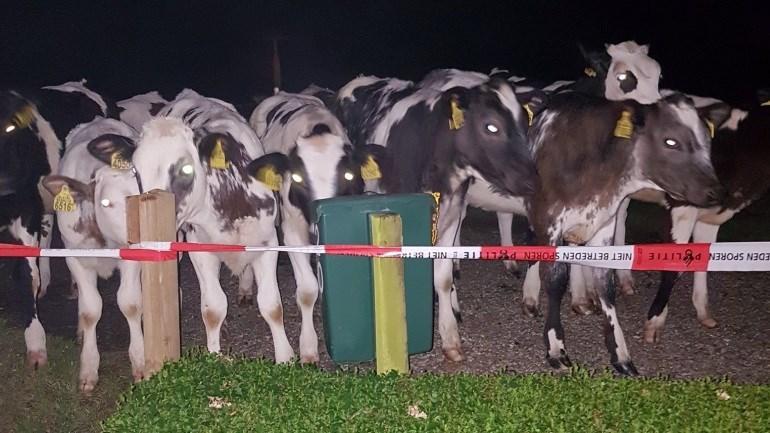 11 koeien los gebroken in Gieterveen