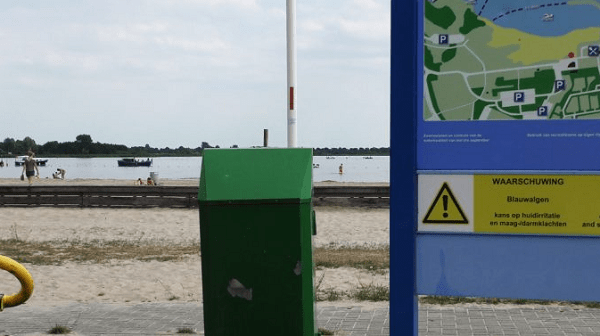 Blauwalgen op alle zwemlocaties in de Grote Rietplas