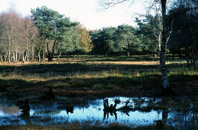 Strunen in het natuurgebied Steenberger Oosterveld in Zuidwolde