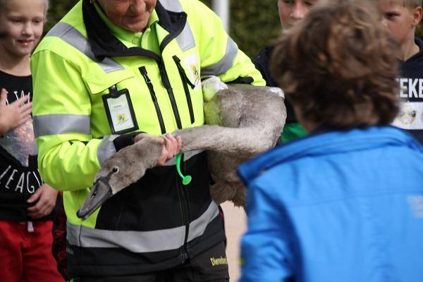 Urenlange reddingsactie in Assen voor zwaan met vishaak in de hals (video)