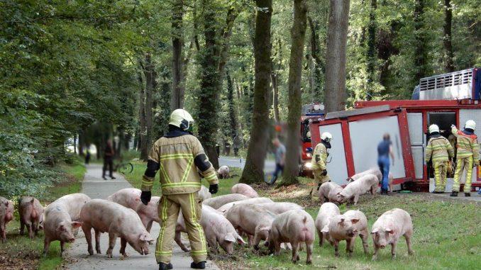 Varkens op straat na kantelen van aanhanger in Ommen