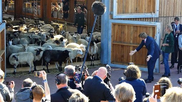 Koning Willem-Alexander opent schaapskooi Bargerveen