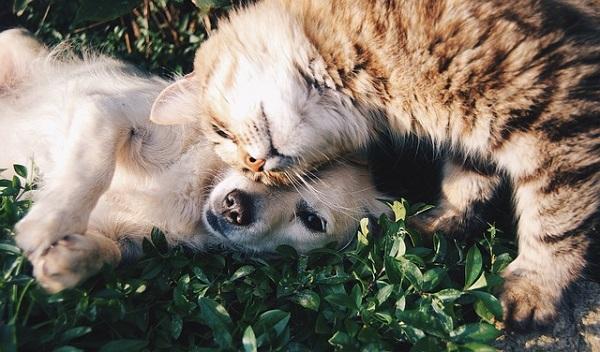 voorstel nieuwe wet; dierenmishandelaars krijgen verbod op houden van dieren