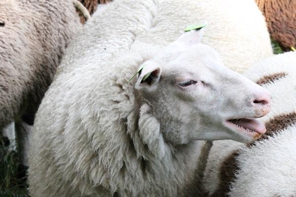 24 schapen gestolen bij schaapskooi