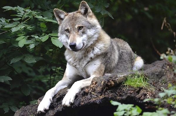 Wolf bijt schapen dood in Orvelte en Dalerpeel