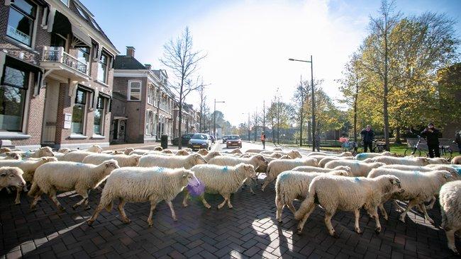Kudde schapen maken Assen weer onveilig tijdens halfjaarlijkse wandeling
