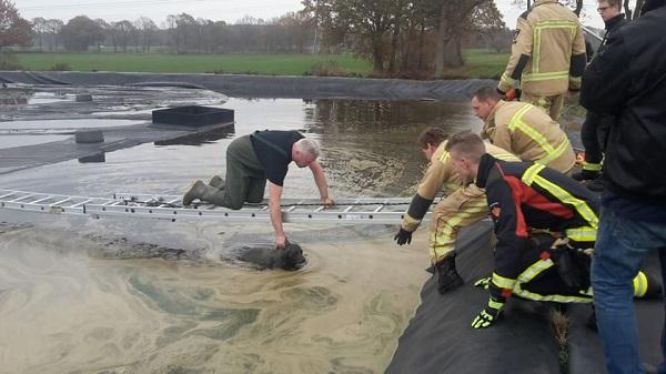 Brandweer redt hond van verdrinking in mestbassin