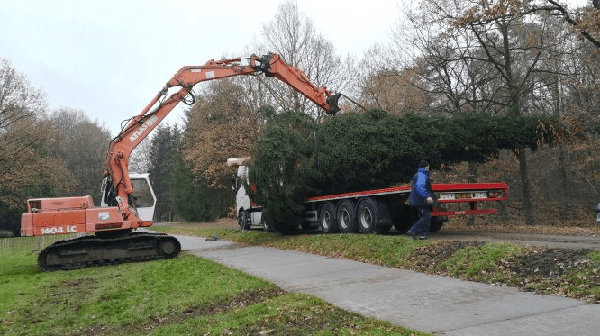 Kerstbomen uit Drenthe gaan heel Nederland door (video)