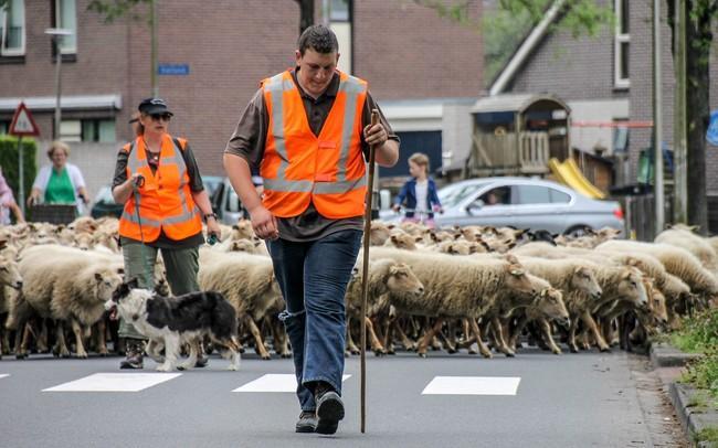 Schaapskudde loopt door Baggelhuizen naar provinciehuis (Video)