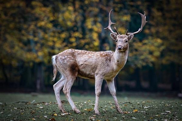 Wandelaar vindt geslachte ree in natuurgebied