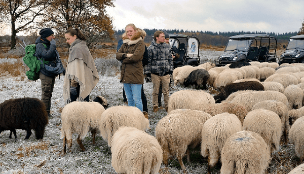 Een unieke Safari door de bossen van Exloo dit weekend