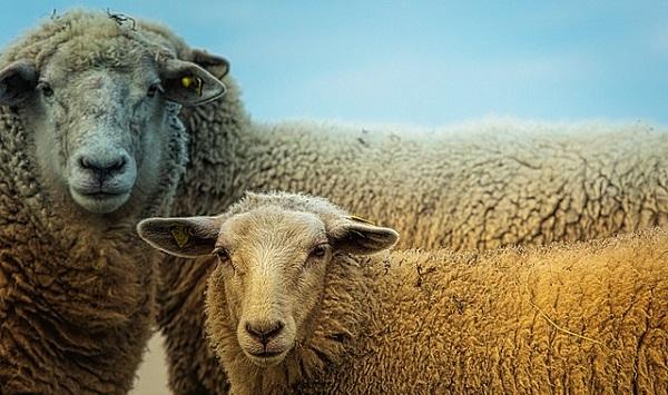 Zondag 7 April lammetjesdagen op het Hijkerveld in Hijken