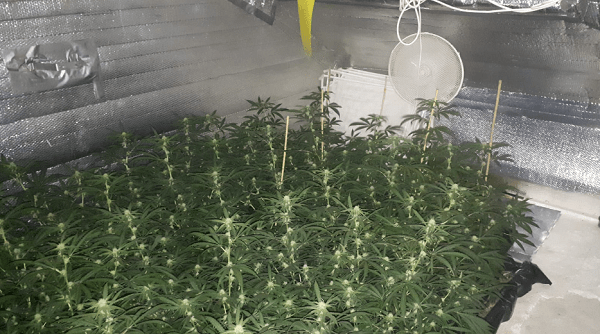 Politie ontdekt hennepkwekerij met 60 planten