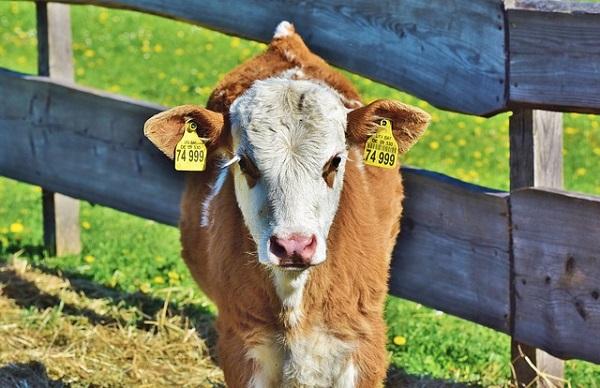 Sterfte pasgeboren kalfjes enorm hoog op 1200 boerderijen