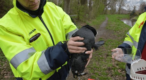 Meerkoet met gebroken poot gevangen door brandweer