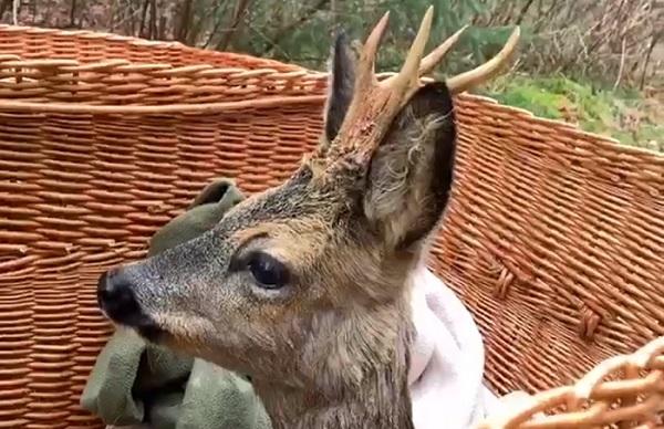 Dierenambulance redt Reebok uit Drentse Hoofdvaart