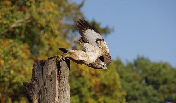 Agressieve buizerd valt hardlopers aan