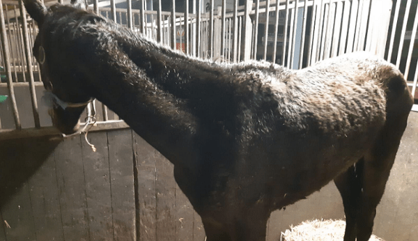 Politie zoekt eigenaar van los gebroken paard