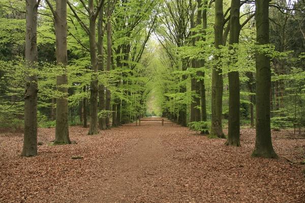 Kunst in het Spaarbankbos