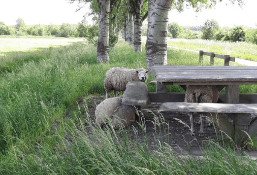 Los gebroken schapen bezorgen hulpverleners veel werk