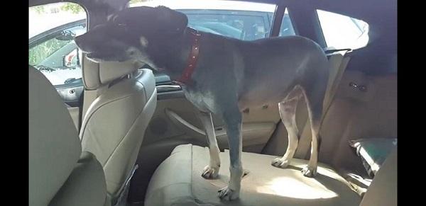Politie tikt raam in om hond uit snikhete auto te halen