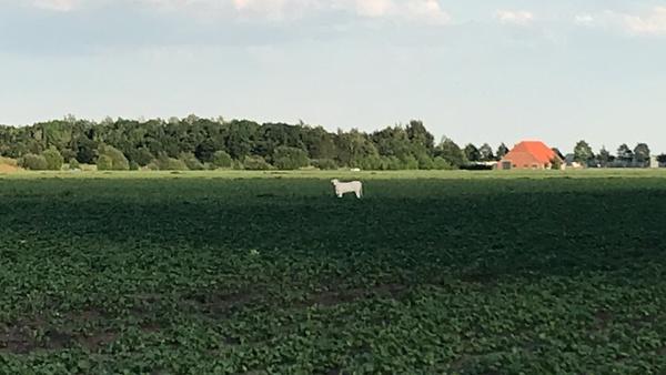 Opnieuw jacht op loslopende koe op A37 bij Emmen