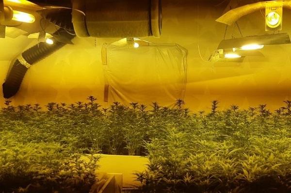 Politie ontdekt hennepkwekerij met 400 planten