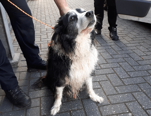 Los lopende hond op A28; Eigenaar gezocht