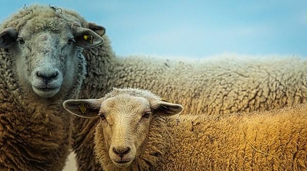 Commotie over grazende schapen in woonwijk Emmen