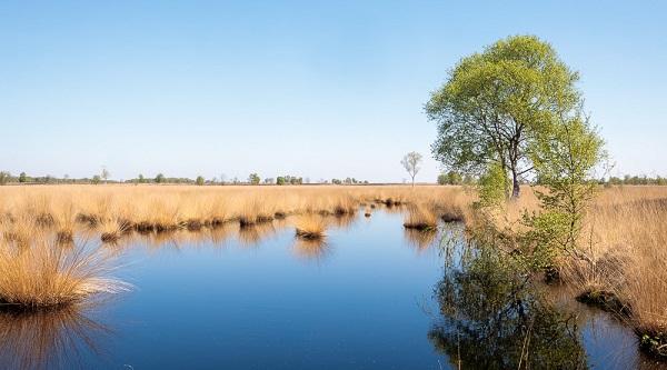 Internationale kunst in het Drentse landschap Bargerveen