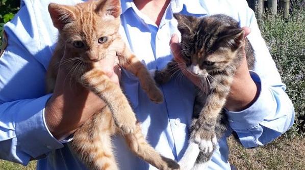 Kittens uit auto gezet en achter gelaten in Emmen