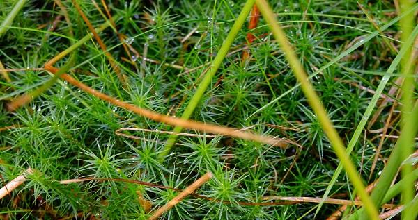 Excursie naar het Waterloopbos; Op stap met de plantenwerkgroep