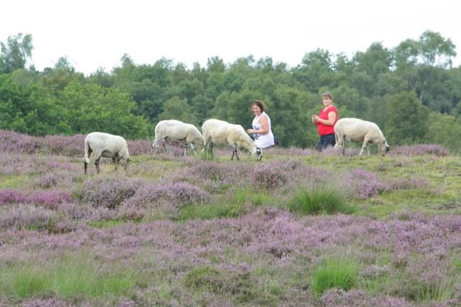 Drentse Landschap organiseert wandeltocht op Drentse hei