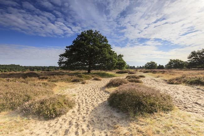 Excursie over het Drouwenerzand