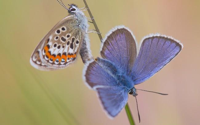 Het Drentse Landschap organiseert excursie over het Doldersummerveld