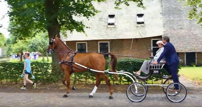 Orvelte bomvol met activiteiten tijdens Dag van het Paard (Video)