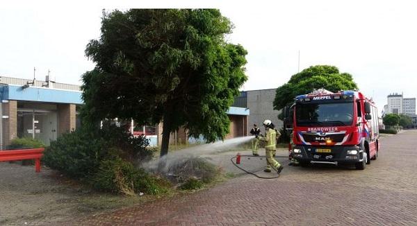 Boom in brand na wegbranden onkruid