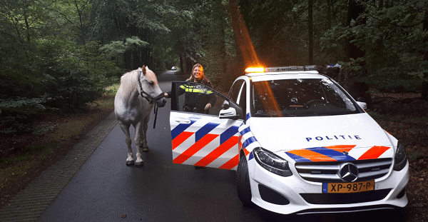 Paard slaat op hol tijdens rijden; Vrouw gewond naar ziekenhuis