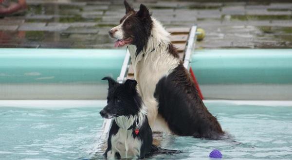 Slotweekend met hondenzwemmen in Veenhuizen