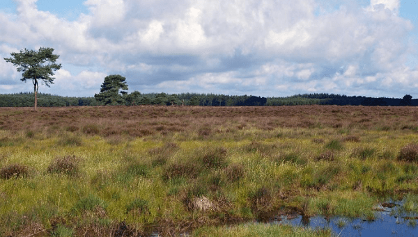 Veldsymposium laat resultaat LIFE werkzaamheden Drents-Friese Wold zien