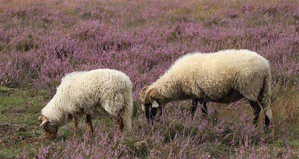 Politie treft drie geslachte schapen aan in sloot; Getuigen gezocht