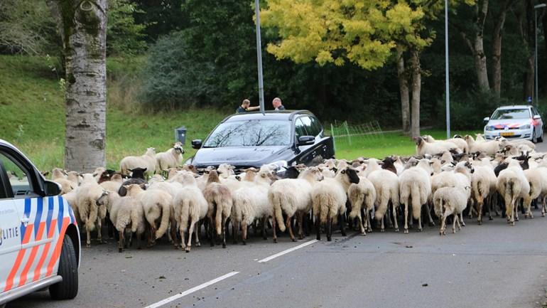 Kudde schapen breekt uit en gaan er vandoor in villawijk