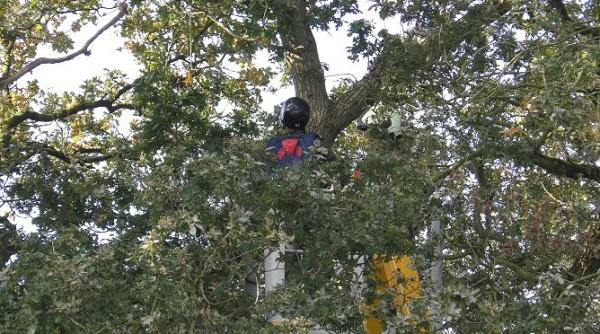 Brandweer ingezet voor parachutist in hoge boom (video)