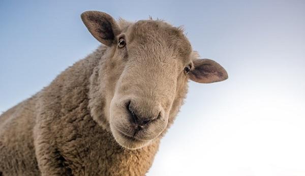 Opnieuw restanten gevonden van geslacht schaap