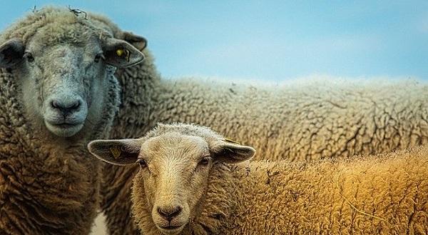 Wolf terug in Drenthe? 23 dode schapen in vier dagen